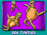 Sea Turtles