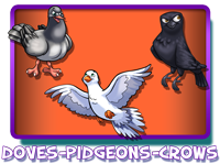 Doves Pidgeons Crows