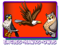 Eagles Hawks Owls