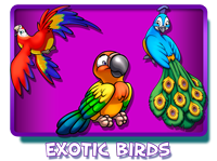 Exotic Birds