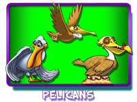 Pelicans